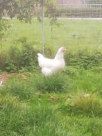 Poule de bresse hennen legklaar goede origine