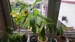 Plant d'avocat, Huis en Inrichting, Kamerplanten, Minder dan 100 cm, Fruitplant, Halfschaduw, Ophalen