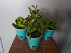 4 kunst vetplantjes van Sia, Huis en Inrichting, Kamerplanten, Ophalen, Vetplant, In pot, Minder dan 100 cm