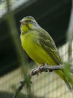 Mozambique sijs - yellow singer, Dieren en Toebehoren, Vogels | Overige Vogels, Meerdere dieren, Tropenvogel, Geringd