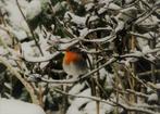 Originele fotokaarten 'Roodborstje in sneeuw', Envoi, Article de fête, Neuf