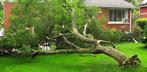 arbre dangereux, tombé, à élaguer