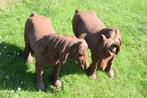 PATINA GIETIJZEREN TREKPAARDEN, Ophalen, Gebruikt, Overige materialen, Dierenbeeld