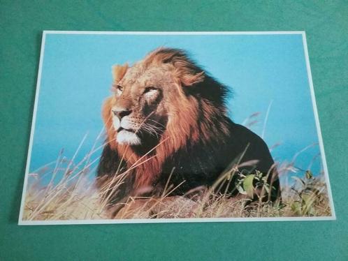 3 mooie dierenpostkaarten (leeuw, panda en orka met dolfijn), Collections, Cartes postales | Animaux, Enlèvement ou Envoi