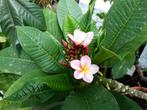 Plumeria  Rubra, Tuin en Terras, Planten | Tuinplanten, Ophalen of Verzenden, Zomer, Overige soorten, Volle zon