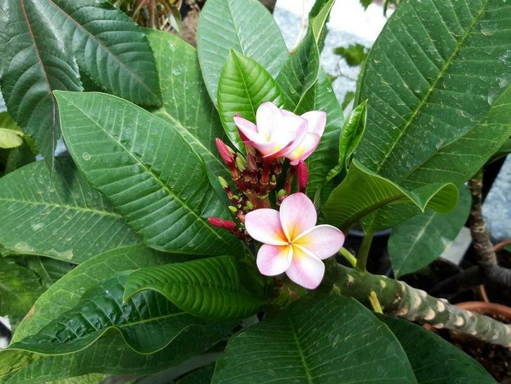 Plumeria  Rubra, Tuin en Terras, Planten | Tuinplanten, Overige soorten, Volle zon, Zomer, Ophalen of Verzenden