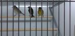Glace poitrine noire X cini Hybrid, Animaux & Accessoires, Oiseaux | Oiseaux Autre, Oiseau tropical, Bagué, Plusieurs animaux