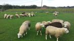 Aankoop van schapen, Dieren en Toebehoren, Schapen, Geiten en Varkens, Schaap