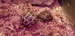 Vierteenschildpad, Dieren en Toebehoren, Reptielen en Amfibieën, 0 tot 2 jaar, Tam, Schildpad