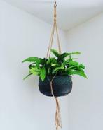3 stuks touw macramé plantenhanger koord planten hanger, Ophalen of Verzenden