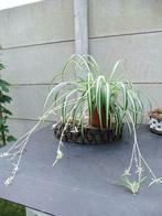 Graslelie Chlorophytum comosum luchtzuiverend, Tuin en Terras, Ophalen, Zomer, Vaste plant, Halfschaduw