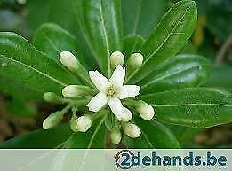 Te Koop: Pittosporum tobira - Australische laurier, Jardin & Terrasse, Plantes | Jardin, Enlèvement