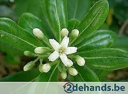 Te Koop: Pittosporum tobira - Australische laurier, Tuin en Terras, Planten | Tuinplanten, Ophalen
