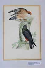 ingekleurde gravure van de boomvalk, 19de eeuw