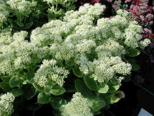 Sedum spectabile  'Iceberg', Tuin en Terras, Planten | Tuinplanten, Ophalen