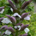 Acanthus 'Hollande du Nord', Plein soleil, Autres espèces, Enlèvement ou Envoi, Été