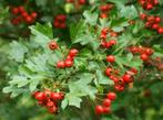 Aubépine – Crataegus monogyna – jeune arbre de 60 cm, Halfschaduw, Overige soorten, Lente, 250 tot 400 cm