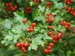 Aubépine – Crataegus monogyna – jeune arbre de 70 cm, In pot, Halfschaduw, Lente, Overige soorten