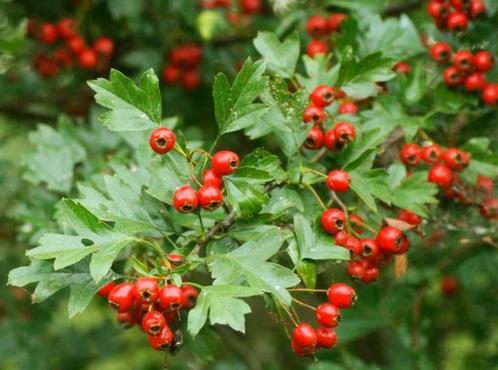 Aubépine – Crataegus monogyna – jeune arbre de 70 cm, Tuin en Terras, Planten | Bomen, Overige soorten, 250 tot 400 cm, Halfschaduw