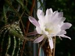 Cactée Echinopsis avec belles et grandes fleurs blanches, Cactus, En pot, Plante à fleurs, Plein soleil