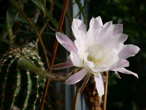 Cactée Echinopsis avec belles et grandes fleurs blanches, Maison & Meubles, Plantes d'intérieur, Cactus, Plante à fleurs, Plein soleil