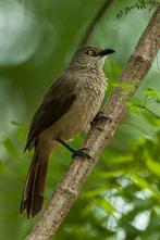 Babbelaar Sahel, Dieren en Toebehoren, Vogels | Overige Vogels, Meerdere dieren, Tropenvogel, Geringd