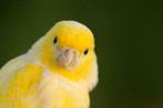 kanari kanaries kanarie vogels ruime keuze, Dieren en Toebehoren