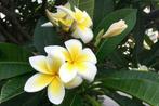Plumeria rubra ( frangipani, tempelboom), Tuin en Terras, Planten | Tuinplanten, Overige soorten, Volle zon, Vaste plant, Ophalen of Verzenden