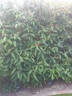 Viburnum rhytidophyllum te koop, Plein soleil, Enlèvement, Autres espèces, Été