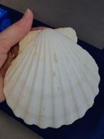 Sint Jacobs schelpen 9 groot en 7 klein, Ophalen, Zo goed als nieuw
