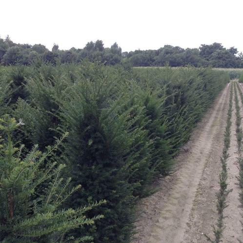 Haies et conifères à Riemst, Jardin & Terrasse, Plantes | Arbres, 100 à 250 cm, Plein soleil, Été, En pot, Enlèvement