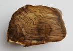 bois fossile d'Australie, Fossile, Enlèvement ou Envoi