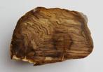 fossiel hout uit Australie, Verzamelen, Mineralen en Fossielen, Ophalen of Verzenden, Fossiel