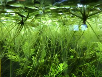 Limnobium laevigatum ( amazone kikkerbeet )  beschikbaar voor biedingen