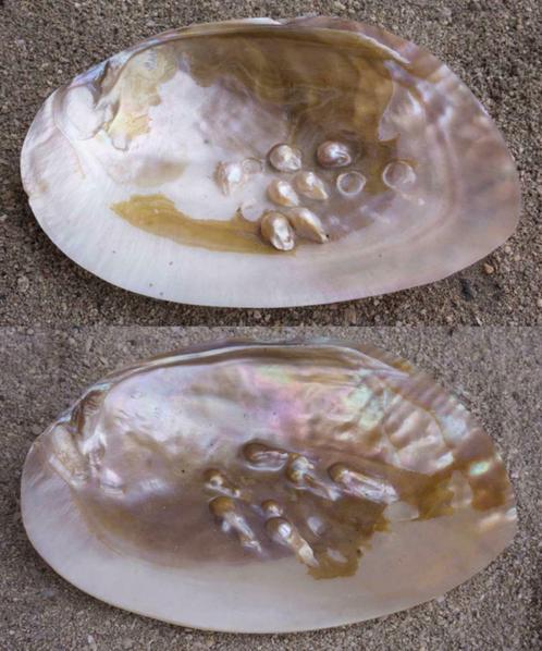 Malacologie - Parelcultuur - 2 oesterschelpen en parels Asia, Verzamelen, Dierenverzamelingen, Ophalen of Verzenden