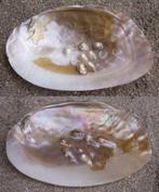 Malacologie - Parelcultuur - 2 oesterschelpen en parels Asia, Ophalen of Verzenden