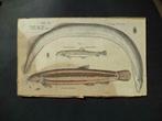 Gravure colorée à la main antique LAMPETRA anguille poisson, Antiquités & Art, Art | Eaux-fortes & Gravures, Enlèvement ou Envoi