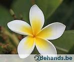 te koop zeer mooie plumeria's rubra's, Tuin en Terras, Planten | Tuinplanten, Ophalen