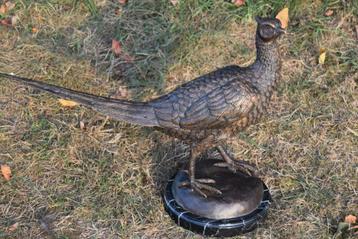 Grote bronzen fazant op marmeren sokkel beschikbaar voor biedingen