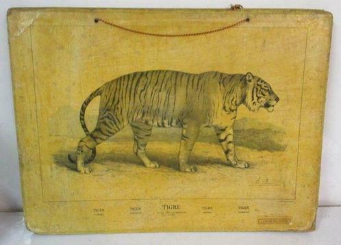schitterende antiek schoolplaten tijger, beer begin 1900, Antiquités & Art, Curiosités & Brocante, Envoi