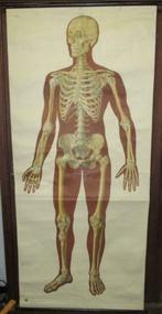 antieke levensgrote medische schoolplaat skelet 1, Antiek en Kunst, Antiek | Schoolplaten, Natuur en Biologie, Verzenden