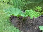 Gunnera (mammoetblad), Tuin en Terras, Ophalen