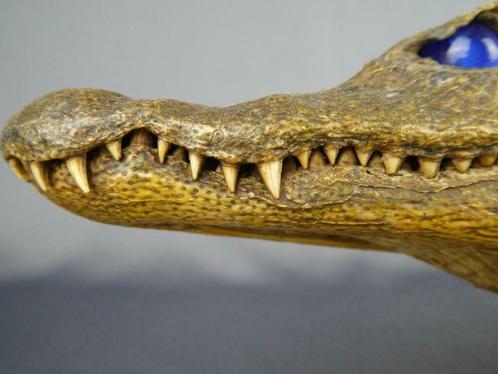 vieux crocodile, Antiquités & Art, Art | Autres Art, Enlèvement