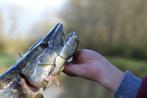 Kunstaas snoek swimbait Natural Roach Killer 16,5 cm, Watersport en Boten, Ophalen of Verzenden, Nieuw, Overige typen