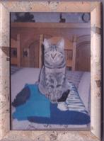 PETIT CADRE CAT 10 X 15 CM, Collections, Collections Autre, KADER, Utilisé, Enlèvement ou Envoi