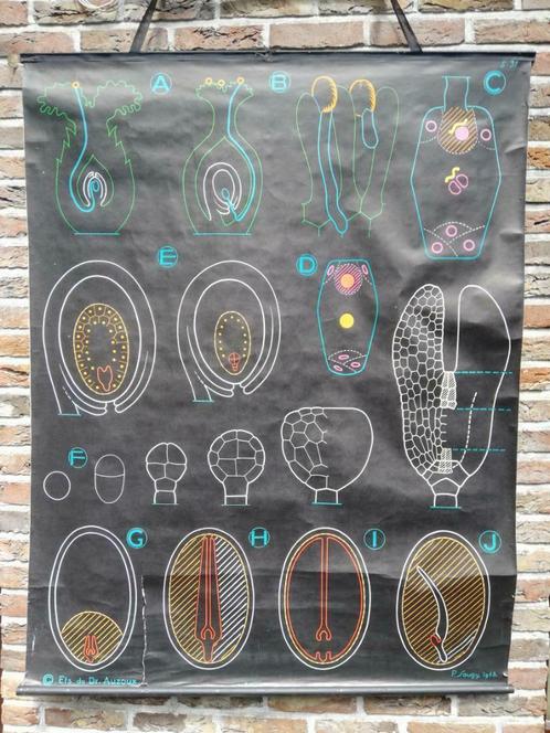 Belle carte scolaire, biologie - angiospermes - Auzoux Sougy, Antiquités & Art, Curiosités & Brocante, Enlèvement