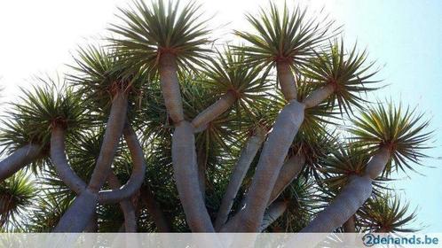 drakenbloedboom (de echte), Tuin en Terras, Planten | Bomen, Ophalen