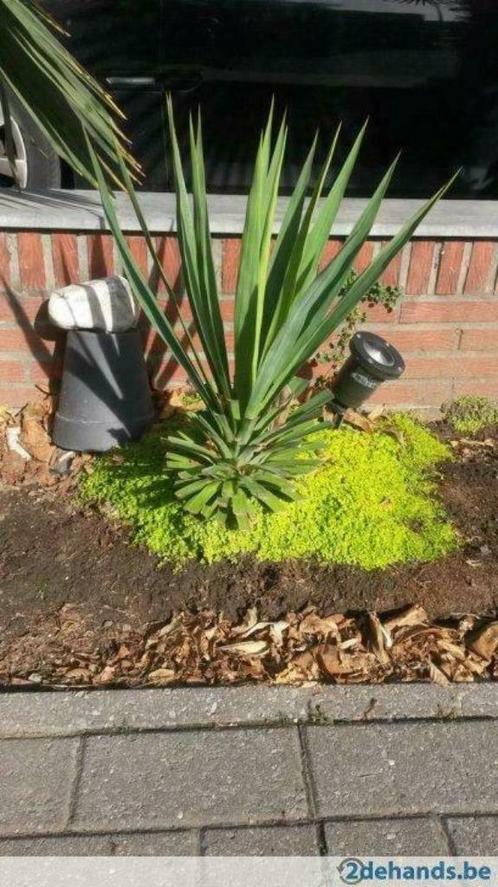 yucca filamentosa  (gloriosa), Jardin & Terrasse, Plantes | Jardin, Enlèvement