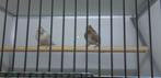 Groenlanders, Dieren en Toebehoren, Meerdere dieren, Wildzangvogel, Geringd