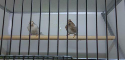 GROENLANDSE BARMSIJS ROSTRATA, Animaux & Accessoires, Oiseaux | Oiseaux Autre, Oiseau chanteur sauvage, Plusieurs animaux, Domestique